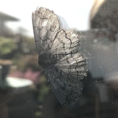 Melanodes anthracitaria