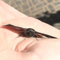 Melanodes anthracitaria