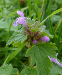 Lamium hybridum