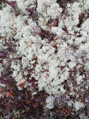 Cladonia rangiferina