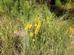 Platanthera cristata