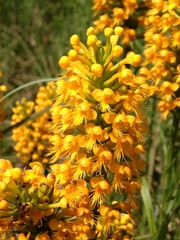 Platanthera cristata