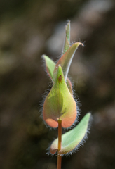 Leucopogon amplexicaulis