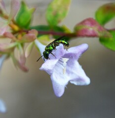 Augochlora pura