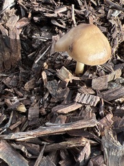 Agrocybe putaminum