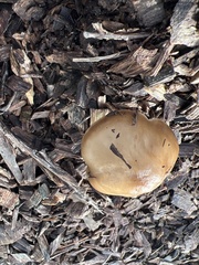 Agrocybe putaminum