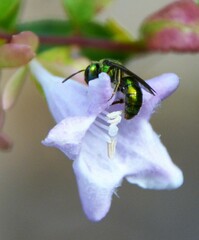 Augochlora pura