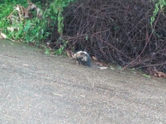 Didelphis aurita