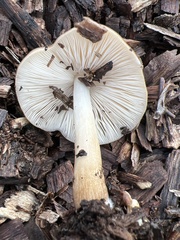 Agrocybe putaminum