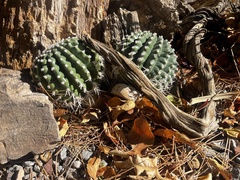 Ferocactus townsendianus