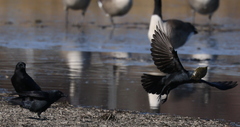 Corvus