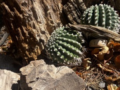 Ferocactus townsendianus