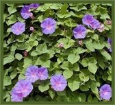 Ipomoea pedicellaris
