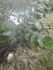 Coccoloba uvifera