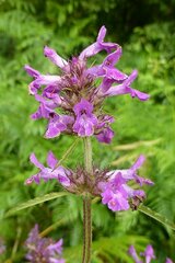 Betonica officinalis