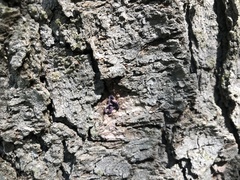 Auricularia auricula-judae