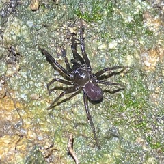 Hebestatis theveneti