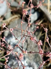 Eriogonum vimineum