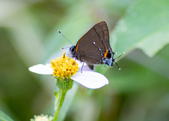 Electrostrymon angelia