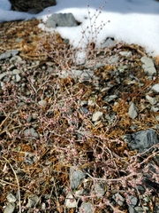 Eriogonum vimineum