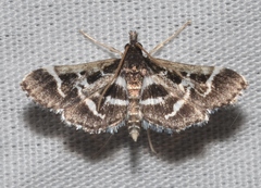 Diasemiodes janassialis