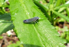 Cicadellinae