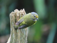 Euphonia xanthogaster