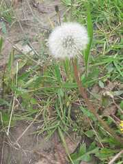 Taraxacum erythrospermum