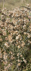 Baccharis thesioides