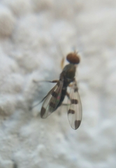 Geomyza tripunctata