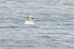 Cygnus columbianus bewickii