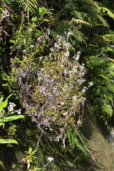 Anaphalioides trinervis