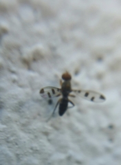Geomyza tripunctata