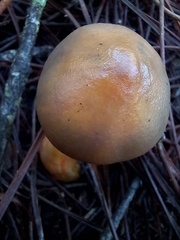 Chroogomphus rutilus