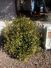 Synsepalum dulcificum