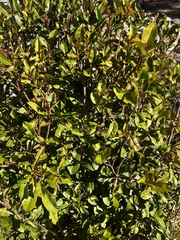 Synsepalum dulcificum