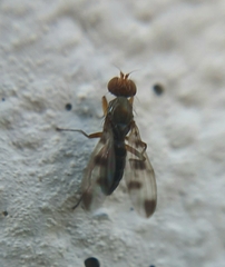 Geomyza tripunctata