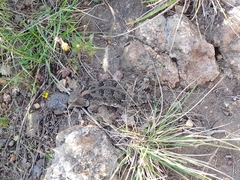 Phrynosoma orbiculare