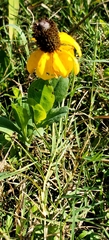 Rudbeckia amplexicaulis