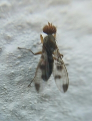 Geomyza tripunctata
