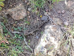 Phrynosoma orbiculare