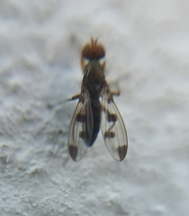 Geomyza tripunctata
