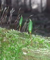Buxbaumia viridis