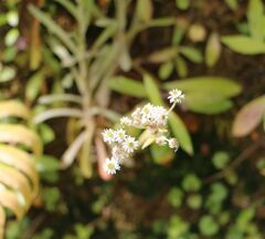 Anaphalioides trinervis