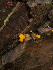 Dacrymycetaceae