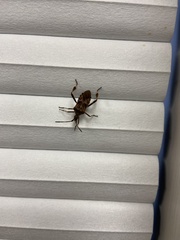 Leptoglossus occidentalis