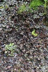 Pseudocyphellaria dissimilis