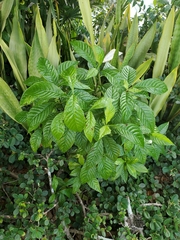 Psychotria nervosa