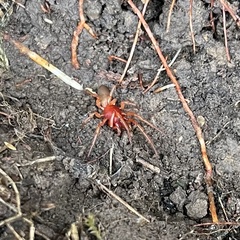 Dysdera