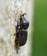 Sinodendron cylindricum